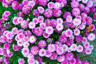 【宝宝吃紫薯大便变黑紫正常吗】